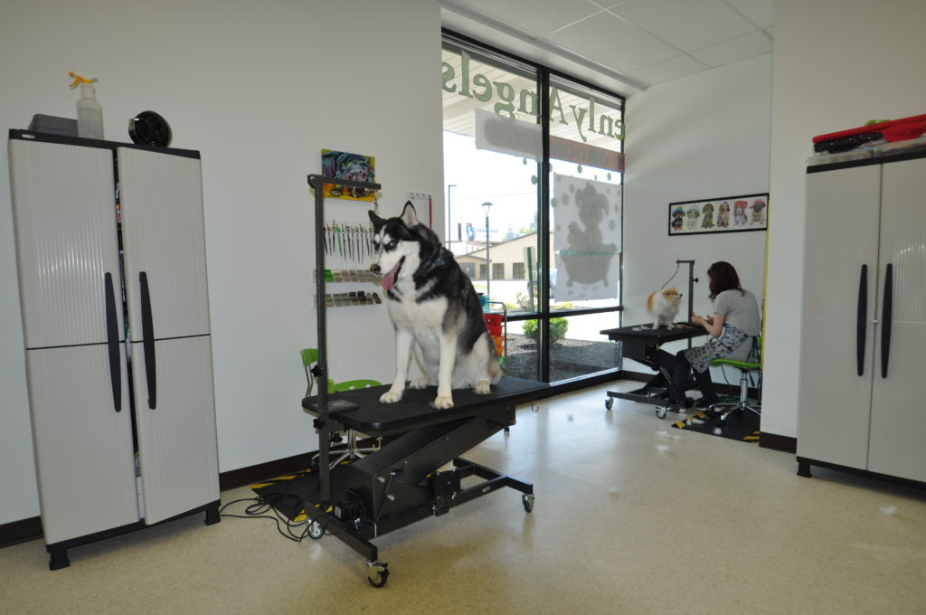 Malamute grooming